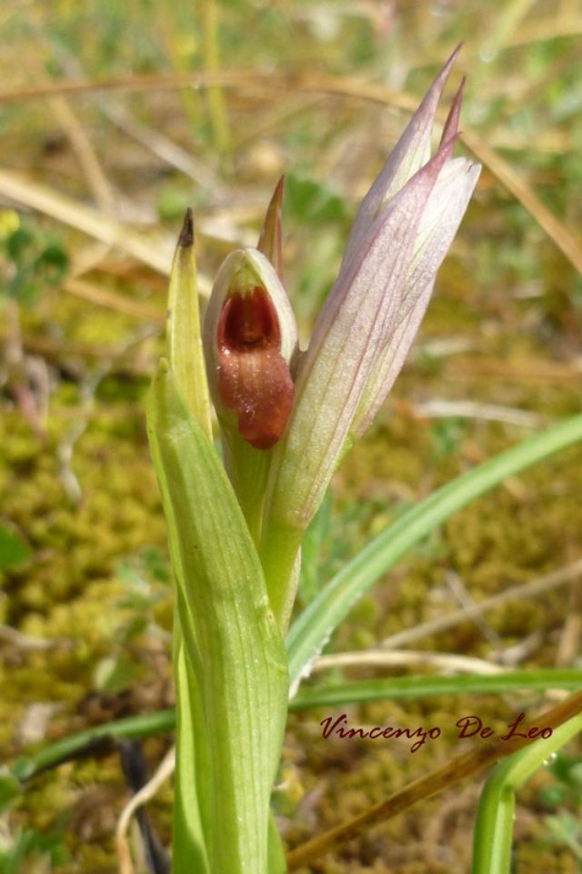 Serapias parviflora